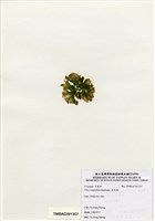 藏品(牡丹菜)的圖片